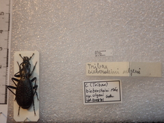 Carabus biebersteini ulgeni