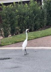 Ardea alba