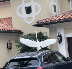 Ardea alba