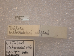 Carabus biebersteini ulgeni