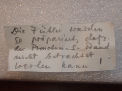 Carabus biebersteini ulgeni