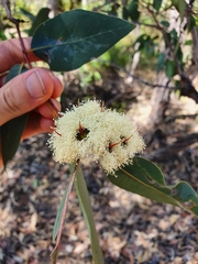 Eucalyptus patens