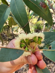 Eucalyptus patens