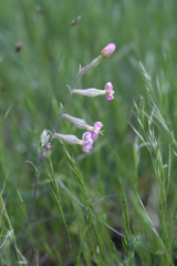 Silene colorata image