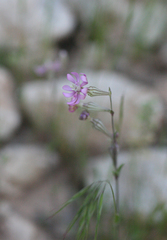 Silene colorata image