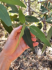 Eucalyptus patens