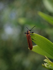 Rhinotia venusta