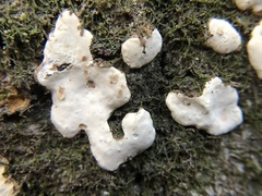 Dendrothele candida