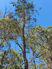 Eucalyptus patens