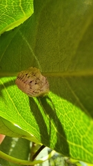 Cryptophlebia ombrodelta