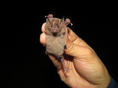 Choeroniscus godmani