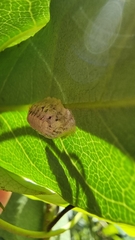 Cryptophlebia ombrodelta