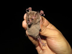 Choeroniscus godmani