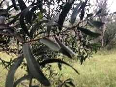 Acacia fasciculifera