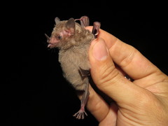 Choeroniscus godmani