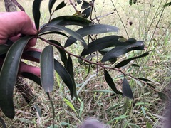 Acacia fasciculifera