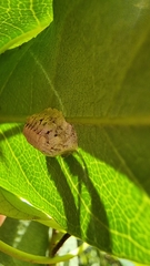 Cryptophlebia ombrodelta