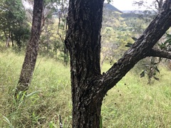 Acacia fasciculifera