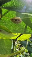 Cryptophlebia ombrodelta