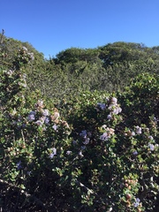Ceanothus rigidus