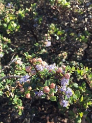 Ceanothus rigidus