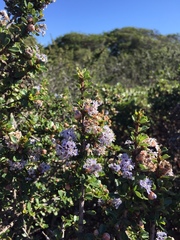 Ceanothus rigidus