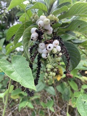 Tournefortia rufosericea