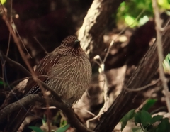 Grammatoptila striata