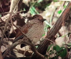 Grammatoptila striata