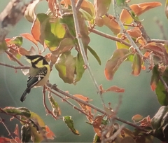 Machlolophus xanthogenys