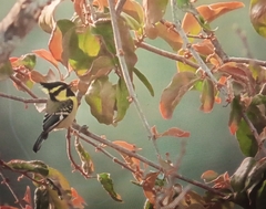 Machlolophus xanthogenys