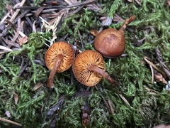 Gymnopilus rufescens
