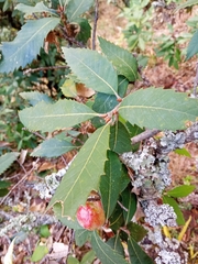 Quercus oblongata