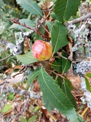Quercus oblongata