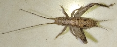Gryllidea