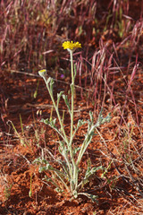 Baileya pleniradiata