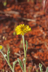 Baileya pleniradiata