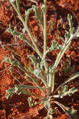 Baileya pleniradiata