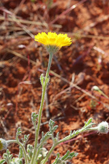 Baileya pleniradiata