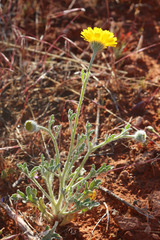 Baileya pleniradiata