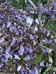 Machaerium hirtum