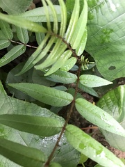 Zanthoxylum ailanthoides ailanthoides