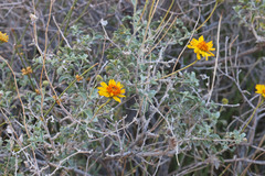 Encelia virginensis