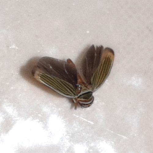 Tylozygus fasciatus image