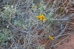 Encelia virginensis