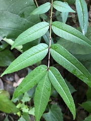 Zanthoxylum ailanthoides ailanthoides