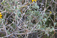Encelia virginensis