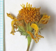 Encelia virginensis