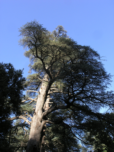 Pinaceae image