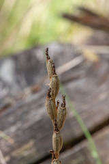 Gastrodia molloyi